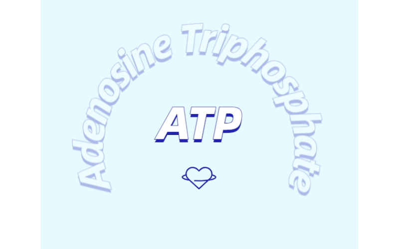ATP 補(bǔ)充劑有什么作用？